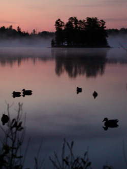Sunset Lake decoys