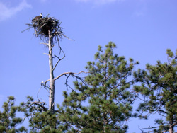 Island nest