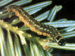 Spruce Budworm