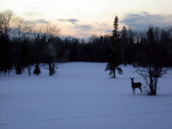 January deer